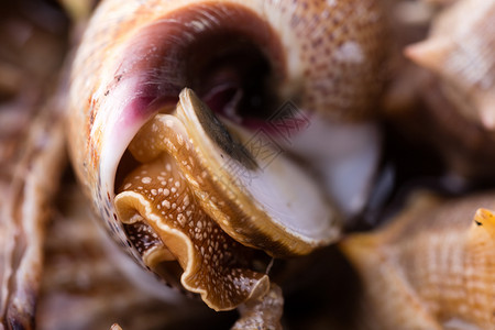 美食时间海螺蜗牛的宏细节准备烹饪图片