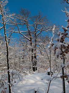 美丽的冬季深蓝天空下积雪寒冬无雨的森林下雪季节图片