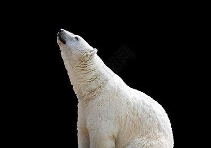 野生动物极美丽的黑色背景上白北极熊分隔符图片