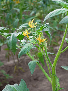 夏天素食主义者有机的青番茄幼苗植物在春时温室中开花和生长紧闭图片