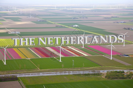 荷兰郁金香风车美丽的盛开的郁金香设计图片