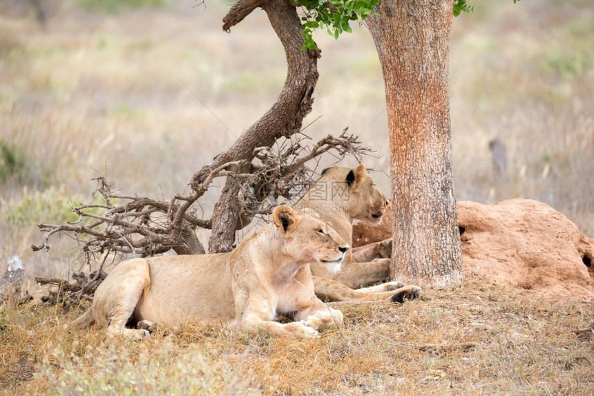 假期家庭野生动物一些狮子在树荫下休息两只狮子在树荫下休息图片