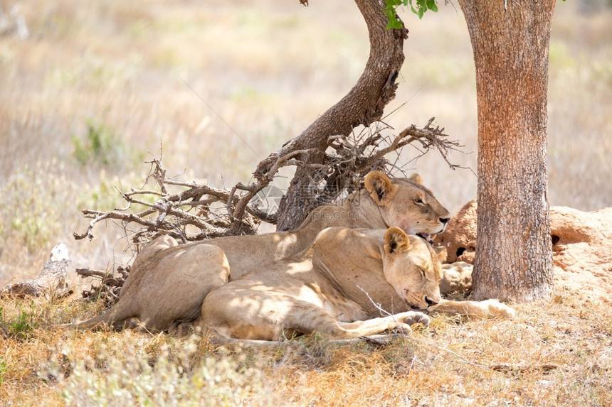 预订家庭一些狮子在树荫下休息两只狮子在树荫下休息栖地图片