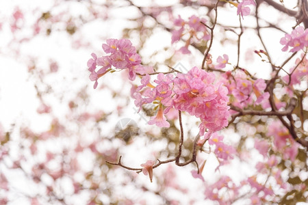 植物粉色的自然美丽粉红Trumpet花朵或塔贝布亚异血激素图片