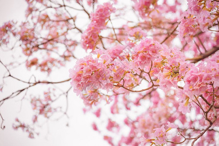 美丽的粉红Trumpet花朵或塔贝布亚异血激素春天季节樱花图片