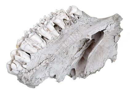 动物牙齿咬骨骼博物馆一个古老的草原植物下巴背景