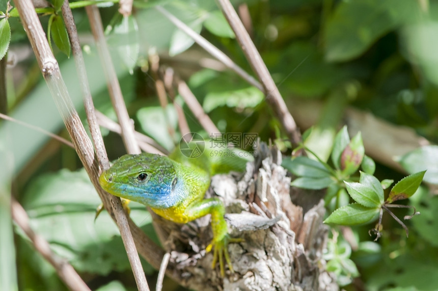 生态宠物绿蜥蜴坐在树枝上休息明亮的图片
