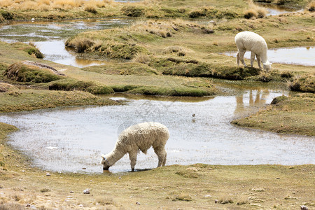白色的秘鲁安第斯山脉秘鲁南美洲的Alpaca可选择的宠物图片