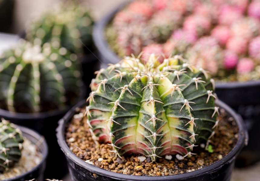 排植物学花园中的Cactus植物作种地危险的图片