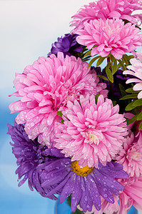 蓝色的自然花园背景上的粉和紫色Dahlia花季节高清图片素材