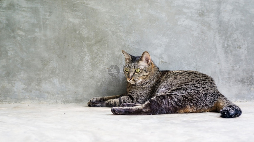 短发猫咪爪子坐在灰色背景上的条纹猫图片