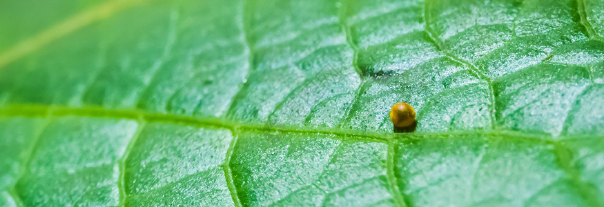 王燕尾蝴蝶卵昆虫繁殖热带切片的大型闭合凤蝶生殖绿色背景图片