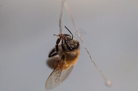 授粉蜜蜂在一串干草上跳舞蜜蜂在一串干草上跳舞早晨丰富多彩的图片
