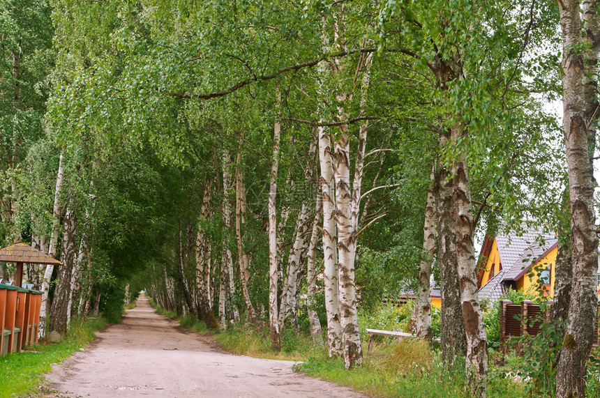平静的风景优美丽白桦林和里面的小路白桦林和里面的小路美丽白桦林农村图片
