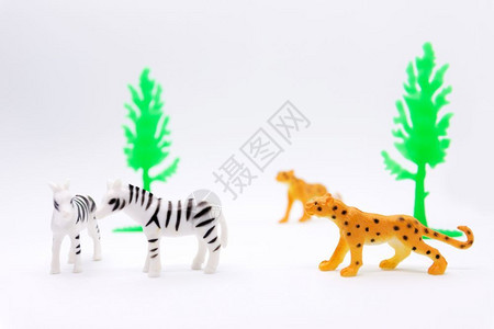 打猎游戏在白色背景动物玩具塑料上孤立的豹和斑马模型猎物图片