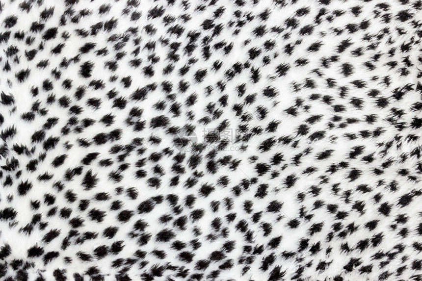 黑色斑点白豹毛皮的纹理重复猫白色的图片