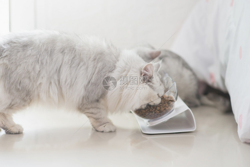 小猫波斯盘子可爱的猫在地板上从碗里吃图片
