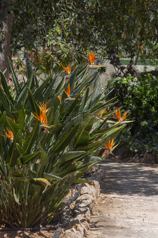 鹦鹉橙美丽的花朵在马洛卡灌木上开花在西班牙的马洛卡斯特雷利齐娅的天堂之花鸟图片