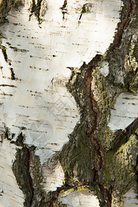 阴影荒野尾巴的树干明显可见的大白皮和裂缝在树干外观上空气中花园自然高清图片素材