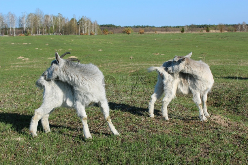 农业山羊在牧上同时抓头山羊在草原绿上放牧三农羊在牧场绿草上放牛灰色的图片