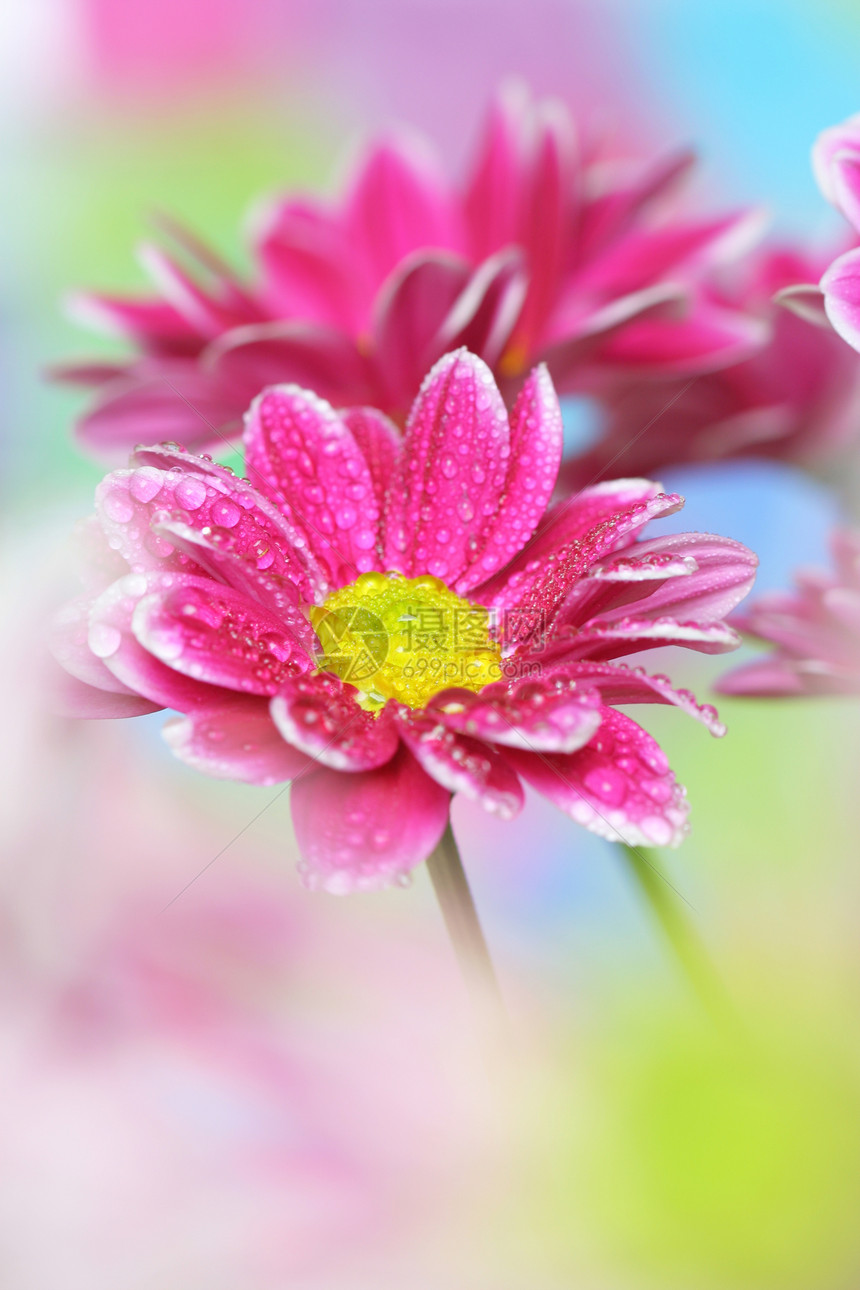 明亮的菊花特写抽象丰富多彩图片