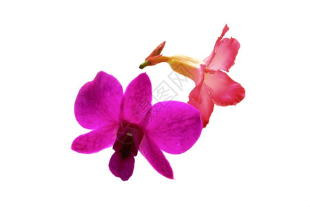 凉爽的紫色兰花和多彩阿扎莱花朵园艺图片
