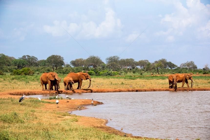 一些大象在草原上的水坑热带大象在草原的水井上自然放牧非洲图片