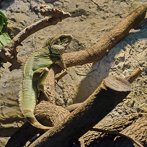 自然好奇的野生动物Iguana在保加利亚索非公园的树干上休息图片