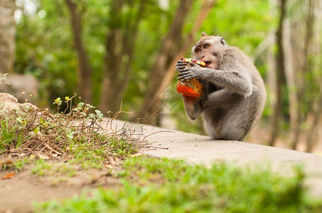 灵长类动物毛皮印度尼西亚乌布德圣猴子森林长尾马卡法眼动物猿高清图片素材