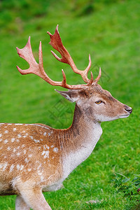 偶足的动物鹿科与草地背景对立的鹿肖像图片