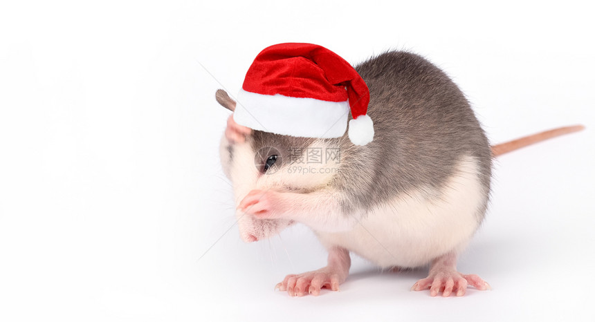 鼻子害虫羞的可爱小老鼠孤立在白龙宠物上家养的老鼠关闭在红帽子上的老鼠用它爪子洗脸滑稽的小老鼠隔离在白宠物上图片