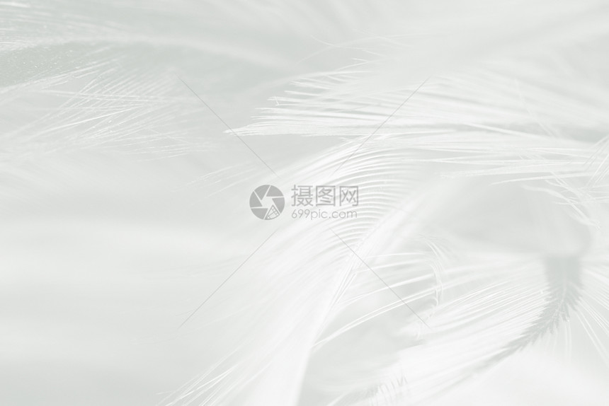 内部的美丽白色羽毛羊花纹理背景白鹭天堂图片