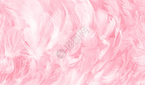 羽毛状质地美丽的柔软粉色羽毛图案背景精美的图片