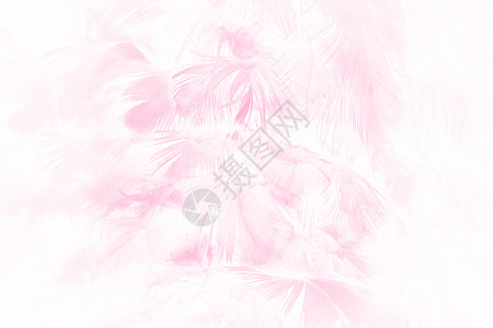 美丽的柔软粉色羽毛图案背景天鹅甜的毛茸图片