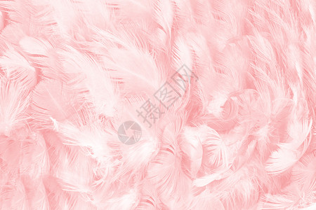 波西米亚风格柔软的墙纸美丽柔软粉色羽毛图案背景图片