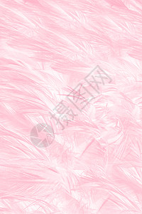精美的天鹅丽柔软粉色羽毛图案背景粉彩图片