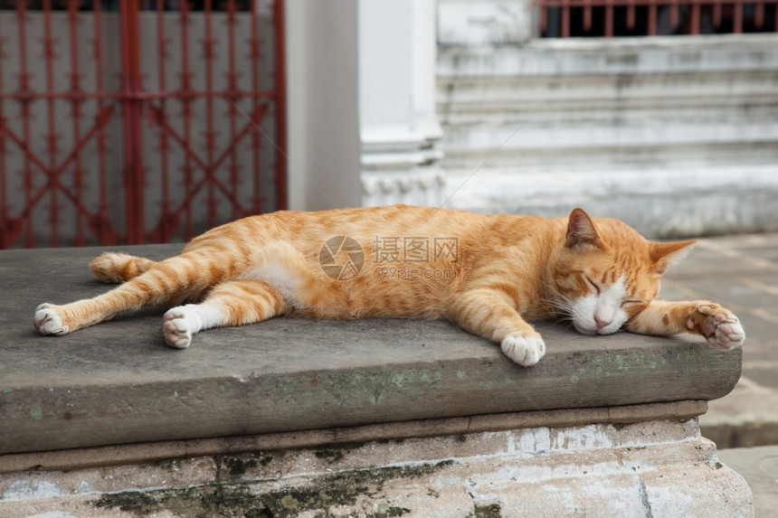 吃饱睡觉的猫咪图片