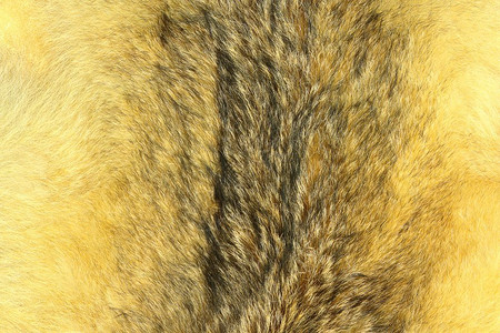 稀有的打猎EurasianLynx毛皮用于设计的动物毛纹理五彩缤纷图片