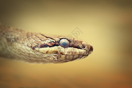 冷血颜色欧洲光滑的蛇CoronellaAustriaca肖像无毒图片