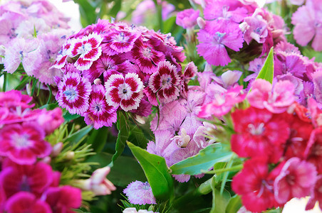 植物香常年粉红和蓝花瓣的康乃馨粉红和蓝色花瓣中的康兰白色的图片