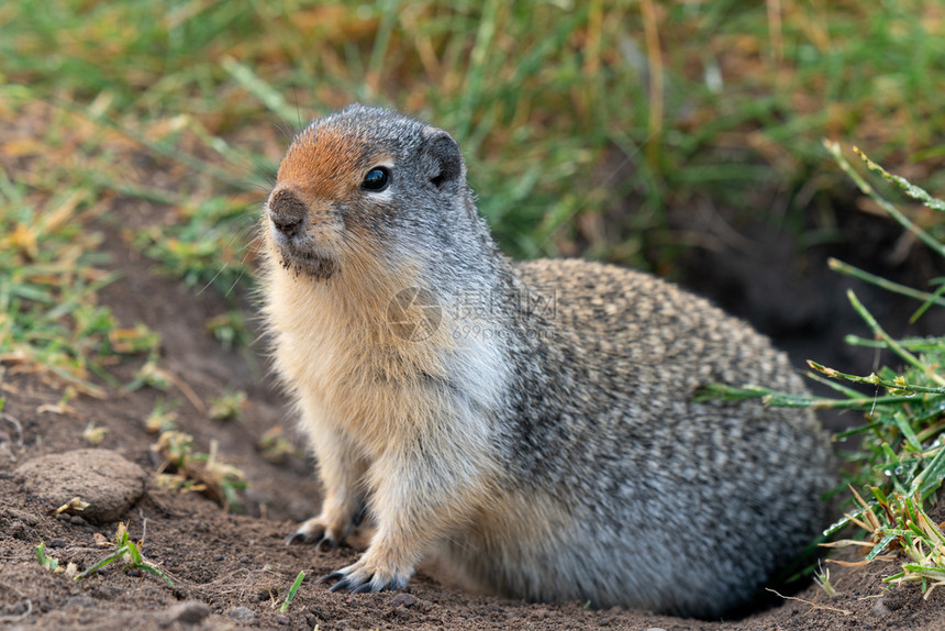 位于加拿大艾伯塔Waterton湖公园的雨后草地上哥伦比亚ColumbianosColumbianos阿尔伯塔生物松鼠图片