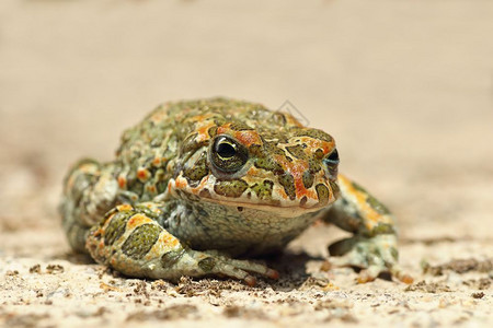 野生动物青蛙眼睛高清图片素材