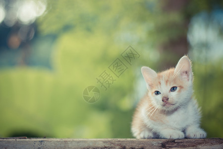 坐在木地板上的小猫图片