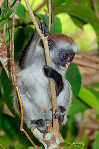 动物疣猴垂直的濒危桑给巴尔红椰壳猴子木约扎尼森林桑给巴尔图片