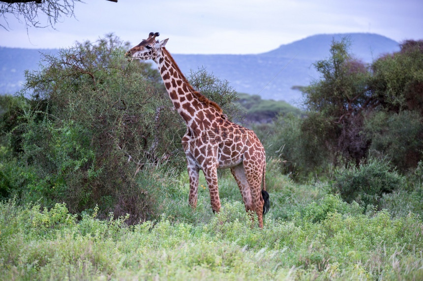 肯尼亚国民苹果浏览器一只长颈鹿在草原上行走植物间图片