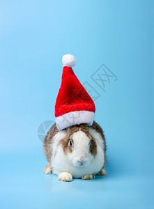 圣诞兔子宠物背景图片
