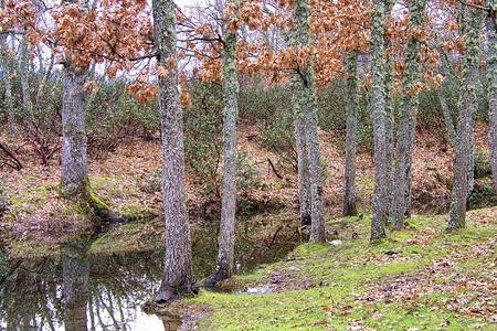 生物群落荒野橡树林瓜达拉马公园塞哥维亚卡斯蒂利和莱昂西班牙欧洲保护图片