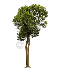 阔叶用过的草白色背景上隔离的树木用于设计并有剪切路径的热带树和干设计图片