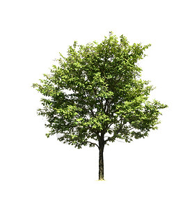 阔叶天吠白色背景上隔离的树木用于设计并有剪切路径的热带树和植物设计图片