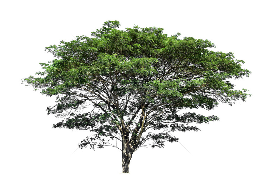 剪下白色背景上隔离的树木用于设计并有剪切路径的热带树和生长孤独图片
